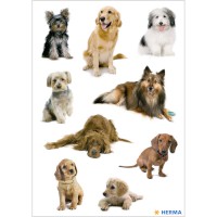 Sticker DECOR "Hundefotos"